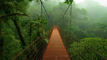 Картинка природа лес заросли мост