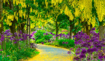 Картинка природа парк дорожка цветы вистерия глициния