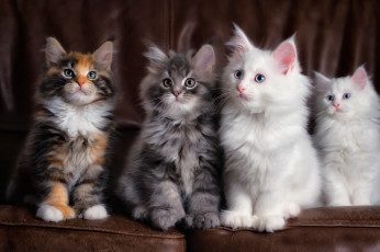 Картинка животные коты взгляд мейн-кун
