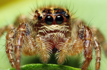 Картинка животные пауки глаза макросъемка паук