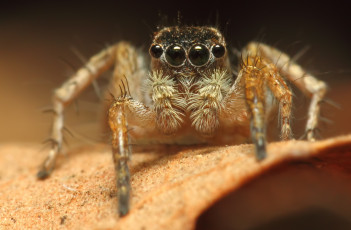 Картинка животные пауки макросъемка глаза паук