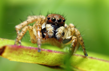 Картинка животные пауки макросъемка паук глаза