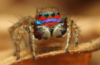 Картинка животные пауки паук глаза макросъемка