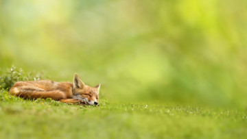 Картинка животные лисы фон отдых лиса