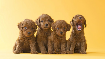 Картинка животные собаки щенки фон жёлтый