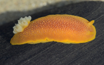 Картинка животные морская+фауна слизень жёлтый морской