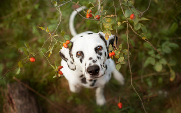 Картинка животные собаки далматинец собака шиповник морда