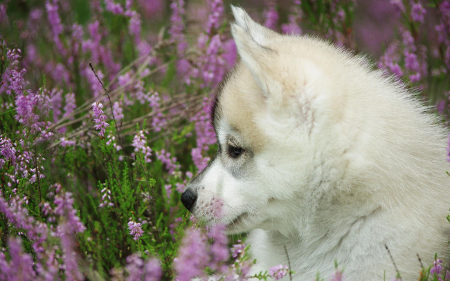 Обои картинки фото животные, собаки, полевые, цветы, щенок, лайка, луг