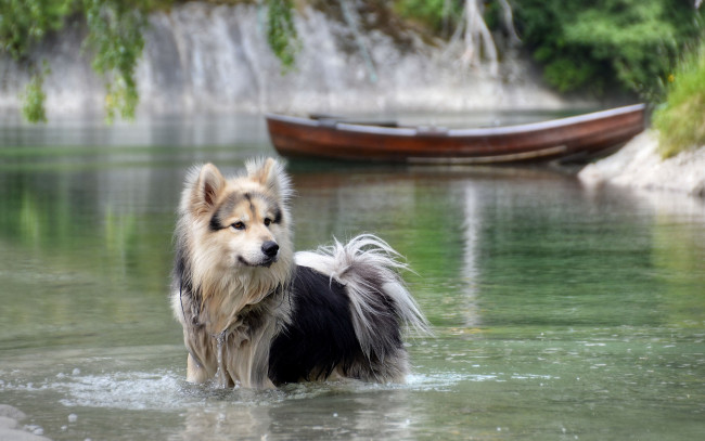 Обои картинки фото животные, собаки, природа, вода, река, лодка, собака