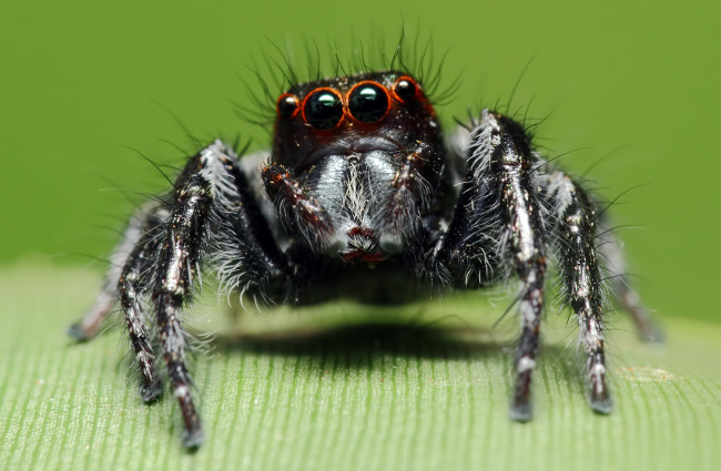 Обои картинки фото животные, пауки, макросъемка, глаза, паук