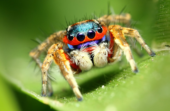 Обои картинки фото животные, пауки, макросъемка, паук, глаза