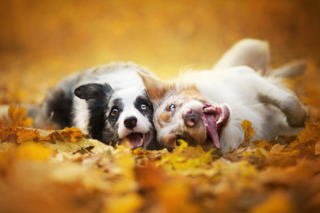Обои картинки фото животные, собаки, природа, листья, морды, двое, бордер, колли, осень