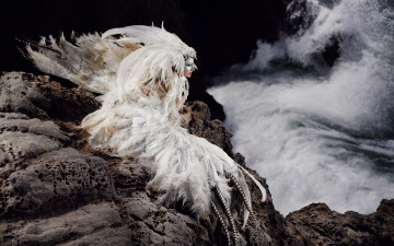 Картинка девушки -unsort+ креатив море скалы птица перья наряд костюм девушка