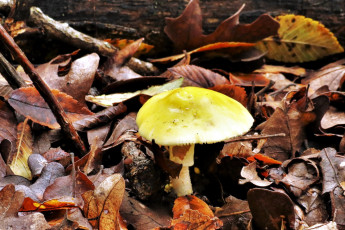 Картинка природа грибы листья гриб шляпка