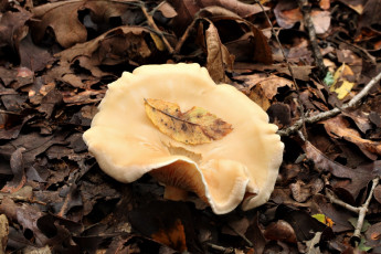 Картинка природа грибы шляпка листья гриб