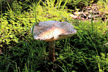 Картинка природа грибы трава гриб шляпка