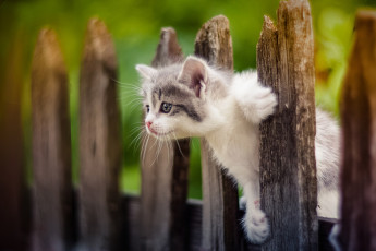 Картинка животные коты забор малыш котёнок любопытный