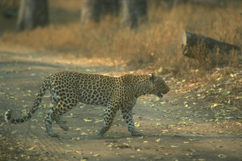 Картинка животные леопарды листья дорога леопард лес