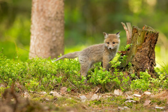 Картинка животные лисы поза природа листья взгляд трава лес зелень лисица лисенок лисёнок лиса малыш маленький весна пень фон дерево