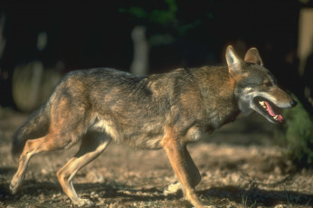 Картинка животные волки +койоты +шакалы язык зверь волк