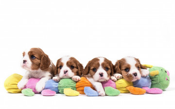 Картинка животные собаки милые квартет пятнистый щенки спаниель