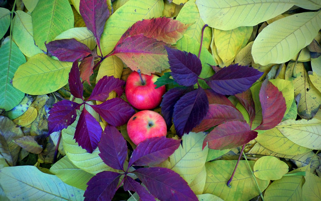Обои картинки фото еда, Яблоки, листья, яблоки