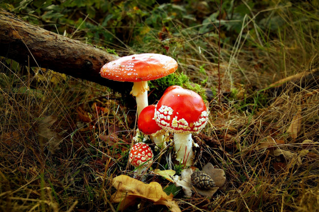 Обои картинки фото природа, грибы,  мухомор, семейка, грибная
