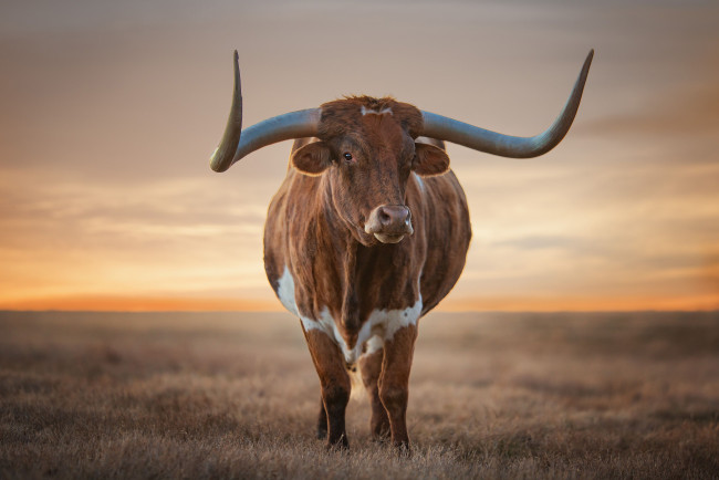 Обои картинки фото техасский лонгхорн, животные, коровы,  буйволы, бык, лонгхорн, техасский, скот, домашний, рога