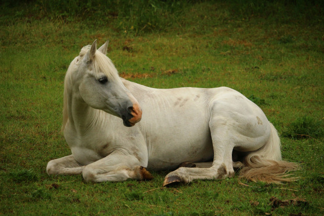 Обои картинки фото животные, лошади, лошадь, percheron, сила, мощь, белая, непарнокопытные