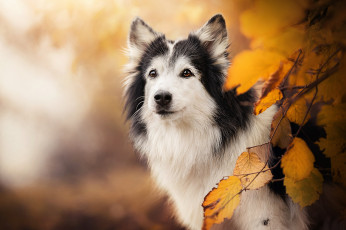 Картинка животные собаки жёлтые листья