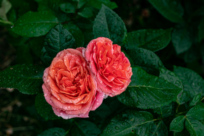 Обои картинки фото цветы, розы, куст, дуэт, капли