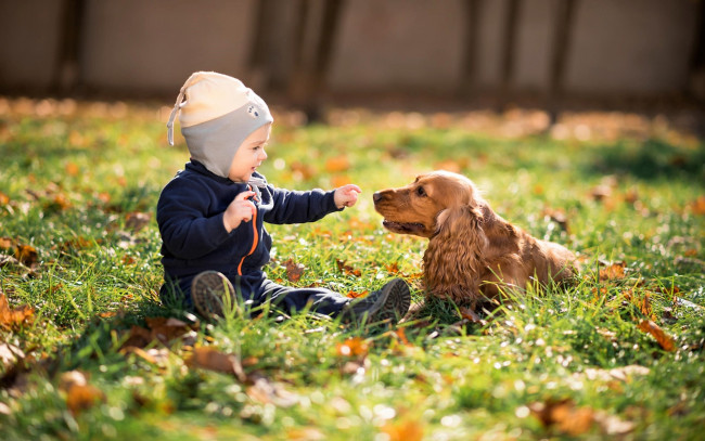 Обои картинки фото разное, дети, ребенок, собака, спаниель, лужайка, листья