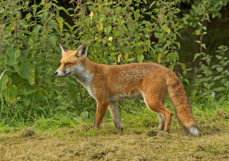 Картинка животные лисы лисичка опушка лес