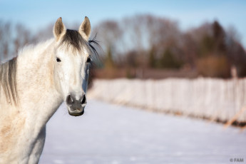 Картинка животные лошади морда зима голова конь