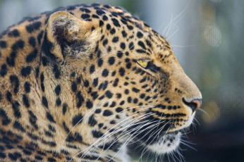 Картинка животные леопарды леопард морда профиль