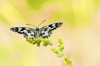 Картинка животные бабочки растение фон чернобелая бабочка цветок желтый