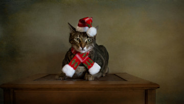 Картинка животные коты кот шарф колпак
