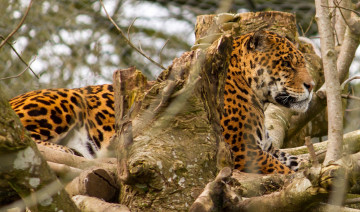 Картинка животные Ягуары ветки профиль отдых ягуар