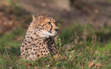 Картинка животные гепарды дикая кошка гепард хищник портрет трава