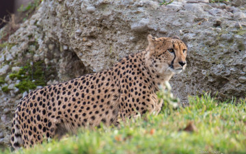 Картинка животные гепарды гепард дикая кошка хищник
