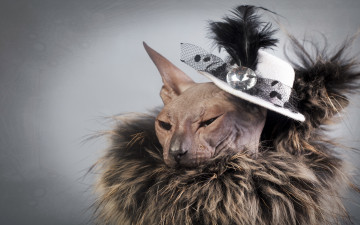 Картинка животные коты мех шляпка сфинкс кошка