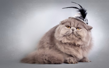 Картинка животные коты шляпка пушистая кошка