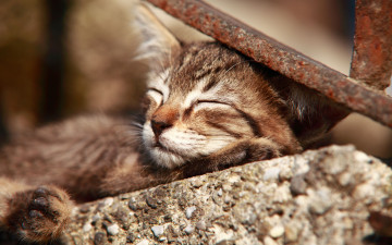 Картинка животные коты спящий сон котёнок