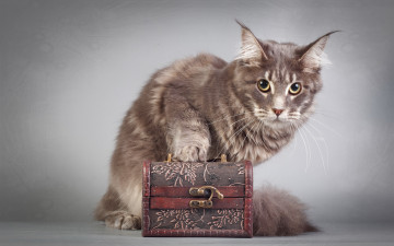 Картинка животные коты взгляд сундучок мейн-кун кот кошка