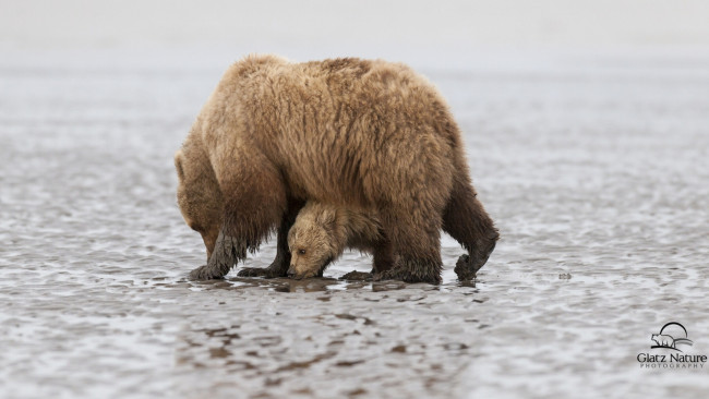 Обои картинки фото lake clark national park,  alaska, животные, медведи, детёныш, медвежонок, аляска, медведица, lake, clark, national, park, alaska