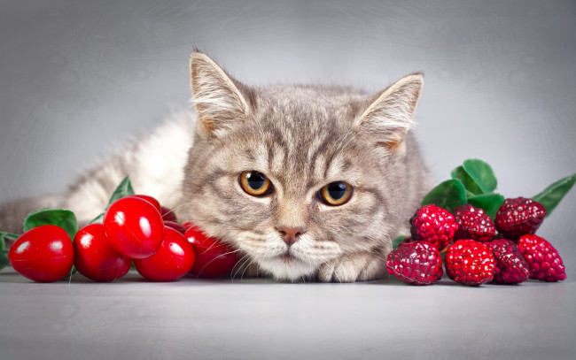 Обои картинки фото животные, коты, ягоды, портрет, взгляд, кошка, кот