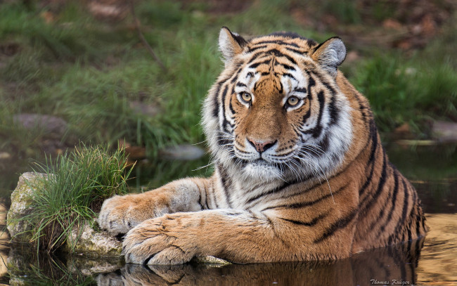 Обои картинки фото животные, тигры, хищник, дикая, кошка, тигр, амурский, вода, взгляд
