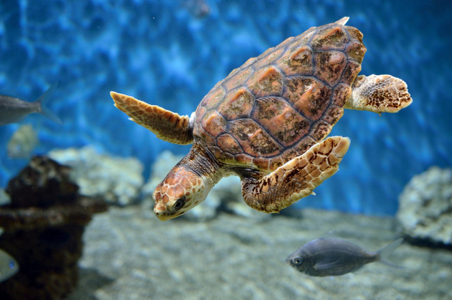 Обои картинки фото животные, Черепахи, аквариум, морская, черепаха