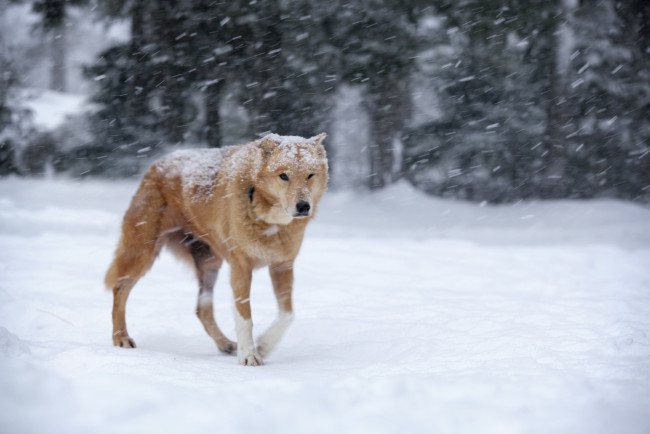 Обои картинки фото животные, собаки, метель, рыжая, собака, зима, снег