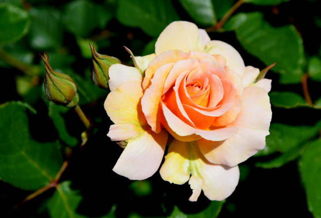 Обои картинки фото цветы, розы, кремовый